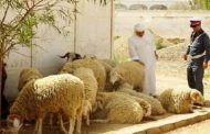 درك الخميسات يسترجع حوالي 250 رأسا من الأغنام من عصابة 