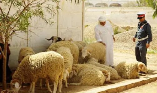 درك الخميسات يسترجع حوالي 250 رأسا من الأغنام من عصابة 