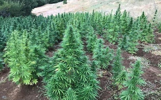 وزارة الداخلية تسحب 111 رخصة لمزاولة أنشطة القنب الهندي بالمغرب