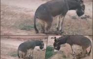 قطع أرجل حمار بزاكورة يخلق موجة غضب عارمة