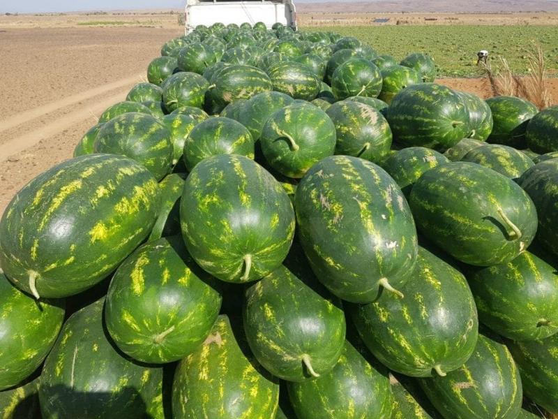 ارتفاع محصول البطيخ الأحمر 