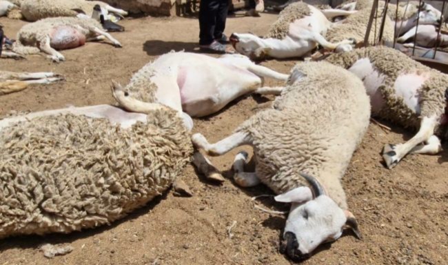 نفوق 70 خروفا مُعَدًّا للبيع بمناسبة عيد الأضحى وبقرتين يستنفر سلطات مدينة برشيد