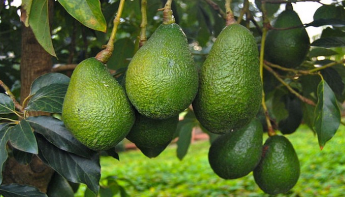 المغرب يحقق رقمًا قياسيًا في صادرات الأفوكادو رغم التحديات العالمية