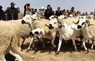 تعليمات ولائية صارمة لمنع ذبح الأضاحي وبيع الأكباش