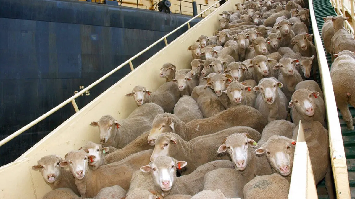 قبل عيد الأضحى.. المغرب يبرم صفقة ضخمة لاستيراد الأغنام من أستراليا