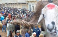 وتستمر الفضائح.. نظام الكابرانات يمنح مقربيه خرفانا سمينة ويُذل المواطن الجزائري بخرفان هزيلة