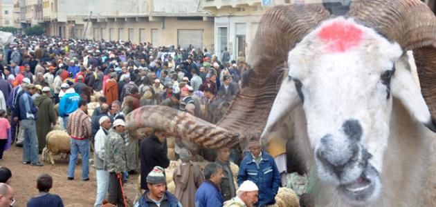 وتستمر الفضائح.. نظام الكابرانات يمنح مقربيه خرفانا سمينة ويُذل المواطن الجزائري بخرفان هزيلة