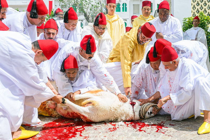 أمير المؤمنين الملك محمد السادس ينحر أضحيتي العيد باسم جلالته و نيابة عن شعبه الوفي