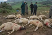 تفاصيل قطيع مذبوح من الأغنام يستنفر السلطات المحلية بوزان