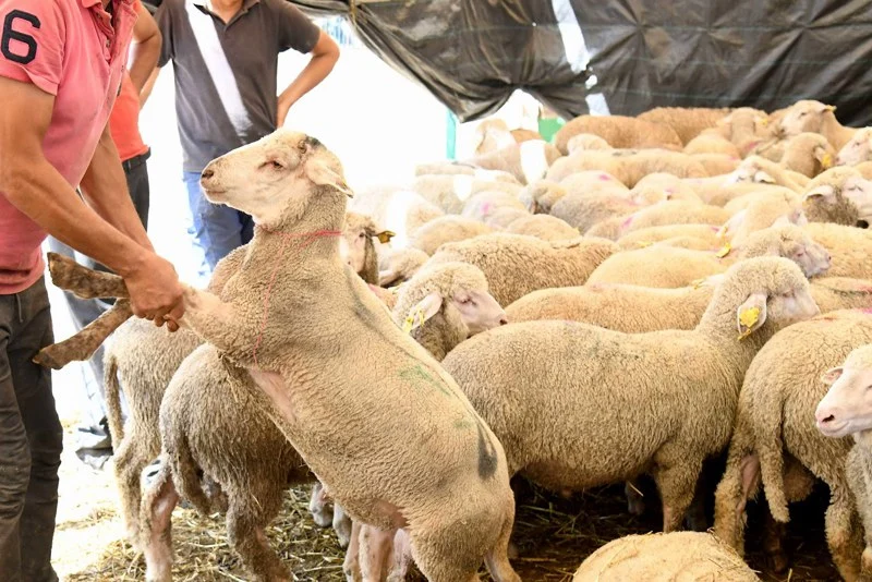فريق التجمع الوطني للأحرار بمجلس النواب يعلن رسميا رفض لجنة تقصي الحقائق حول الدعم الحكومي الموجه لاستيراد المواشي ولقطاع تربية المواشي