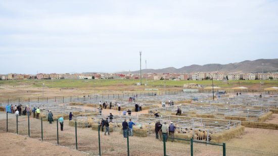 تدشين أسواق نموذجية لبيع المواشي استعدادا لعيد الأضحى