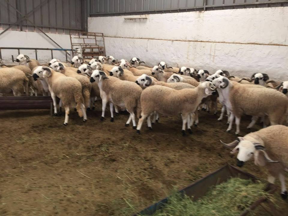 ضبط 12 طنا من فضلات الدواجن تستعمل في تغذية الأغنام بالرحامنة