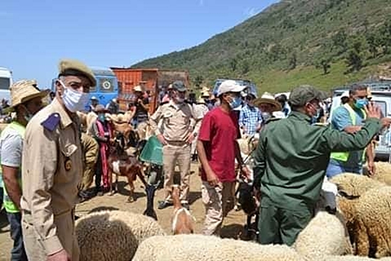 كوفيد-19.. إغلاق سبعة أسواق للماشية عبر تراب المملكة لعدم التزامها بالإجراءات الصحية المطلوبة