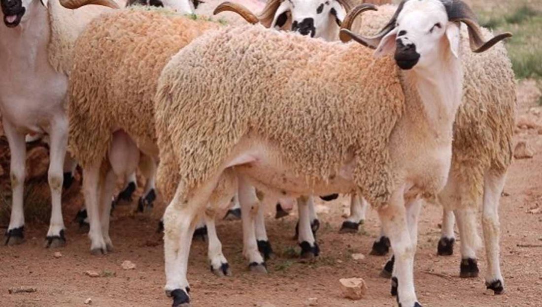 عيد الأضحى المبارك.. مجازر الدار البيضاء تحدد ثمن خدمة الذبح في 240 درهما