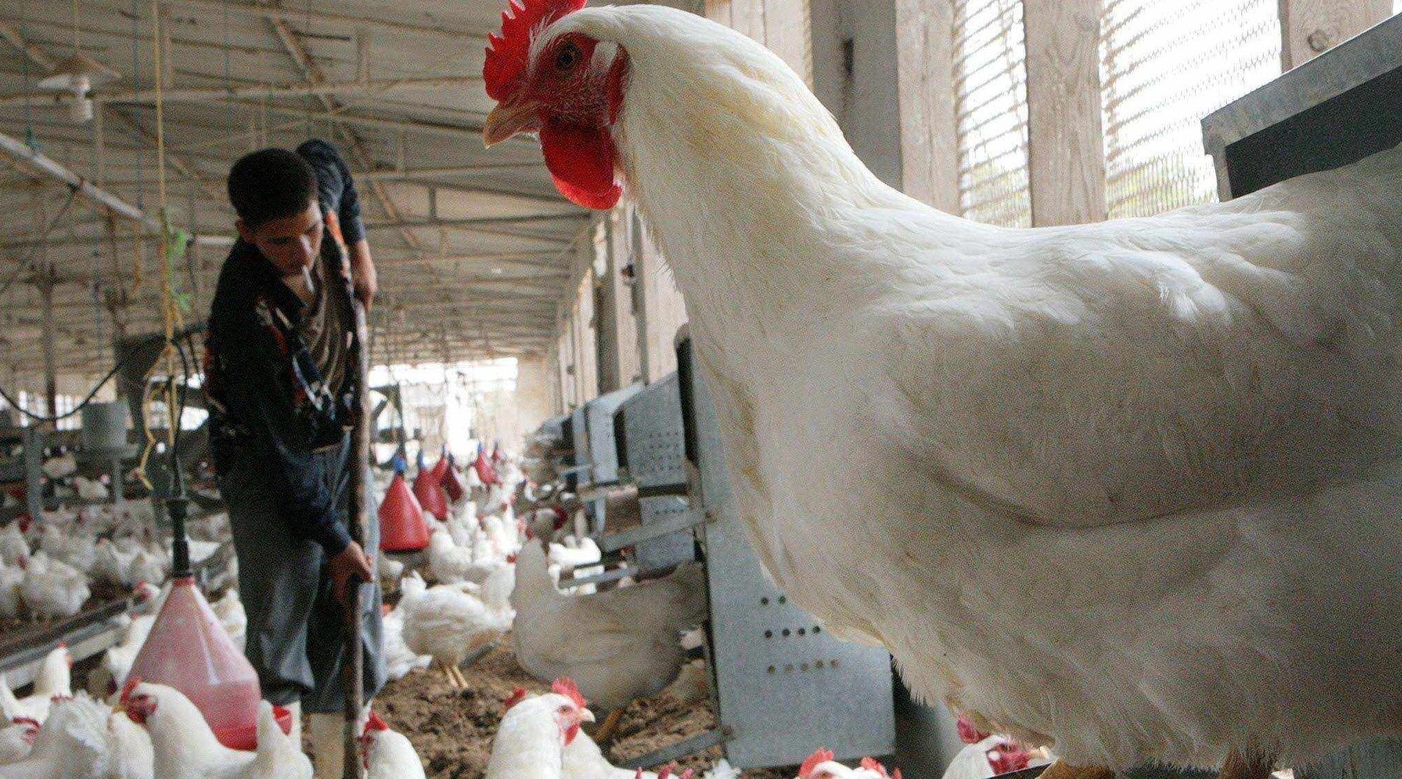 أثمنة لحوم الدواجن تصل إلى 20 درهما للكيلوغرام الواحد.. وجمعية مربي الدواجن تكشف الأسباب