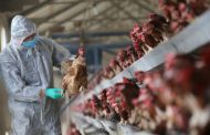المغرب يرفع درجة اليقظة أمام فيروس إنفلونزا الطيور