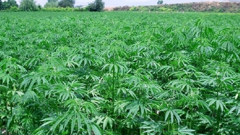 هذا ما قررته الحكومة بخصوص مشروع قانون تقنين زراعة 