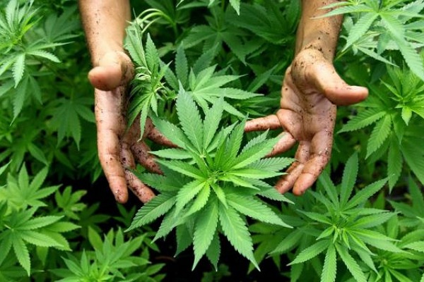 المغرب.. الحكومة تقرر استكمال مناقشة تقنين “القنب الهندي” في اجتماع لاحق