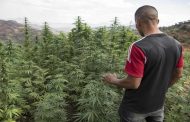 المغرب.. مطالب بإلغاء عقوبة السجن في حق مستهلكي القنب الهندي 