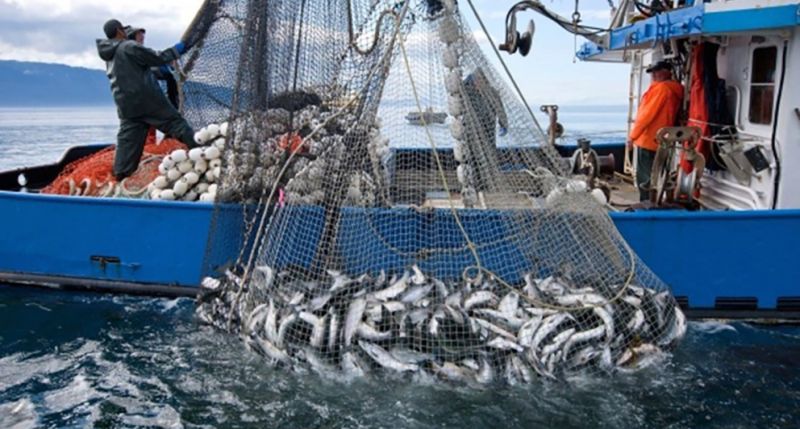 المغرب أنتج حوالي 1,4 مليون طن من الأسماك خلال سنة 2021