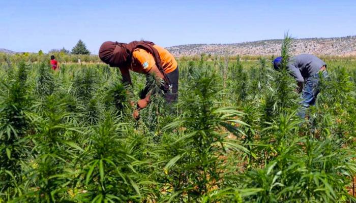 المغرب.. الحكومة تصادق على مشروع مرسوم الاستعمالات المشروعة للقنب الهندي