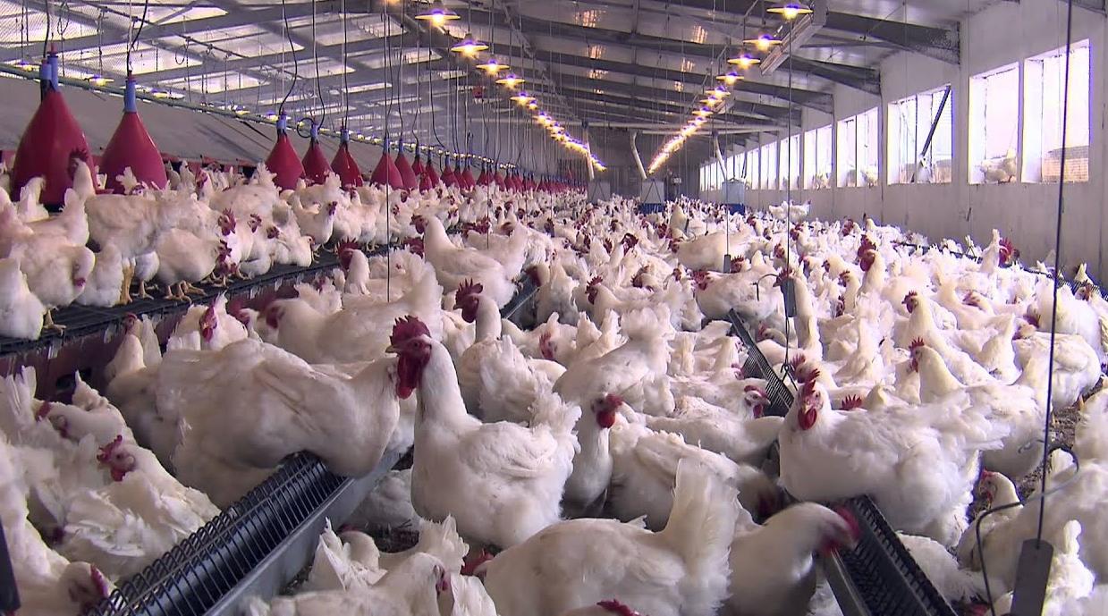 الحكومة تصادق على مشروع مرسوم يتعلق بالوقاية الصحية لتربية الطيور الداجنة