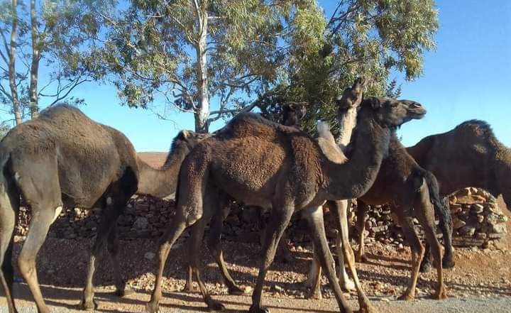جحافل من قطعان الإبل تجتاح منطقة إمجاض بسيدي إفني