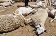 نفوق 70 خروفا مُعَدًّا للبيع بمناسبة عيد الأضحى وبقرتين يستنفر سلطات مدينة برشيد
