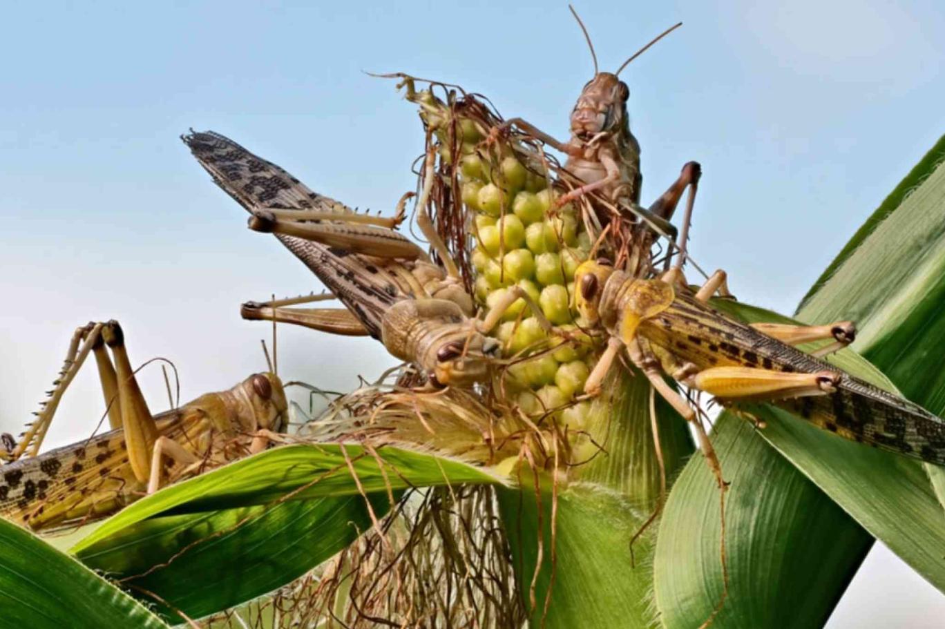 وزارة الداخلية ترفع مستوى التأهب لمواجهة تهديد انتشار الجراد