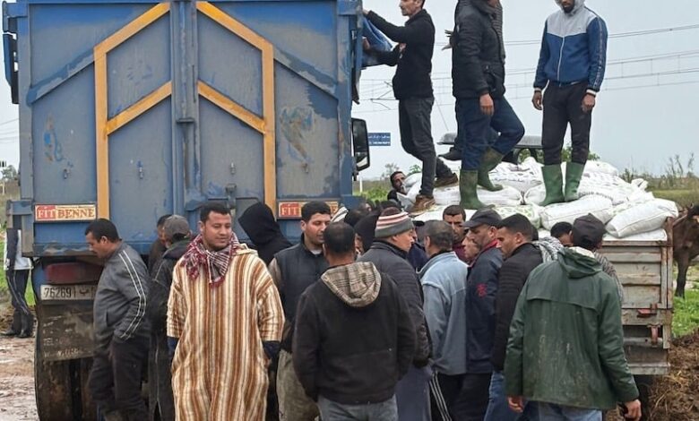 توزيع الأعلاف على الفلاحين المتضررين من فيضانات القصر الكبير