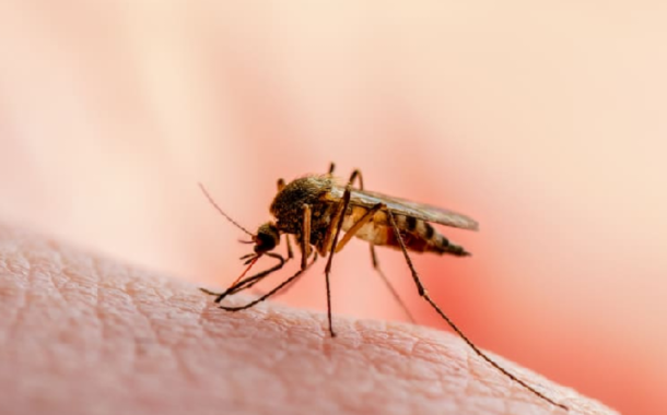 دراسة تكشف آليات دقيقة تمكّن البعوض من تحديد ضحاياه