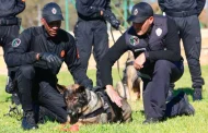 الأمن الوطني ينظم دورة للتكوين التخصصي في مجال التدريب على الكلاب المدربة للشرطة لفائدة متدربين من مالي