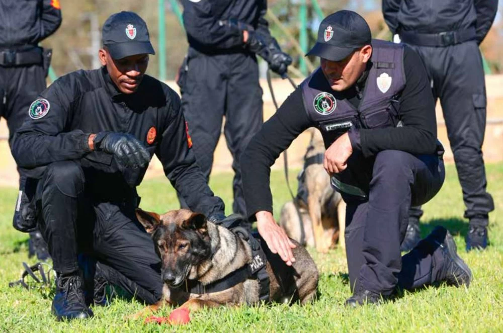 الأمن الوطني ينظم دورة للتكوين التخصصي في مجال التدريب على الكلاب المدربة للشرطة لفائدة متدربين من مالي