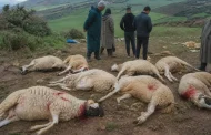 تفاصيل قطيع مذبوح من الأغنام يستنفر السلطات المحلية بوزان