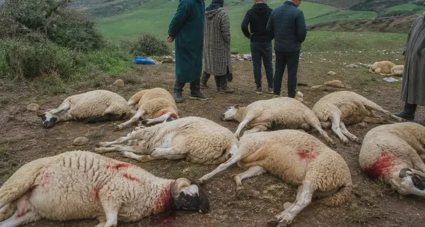 تفاصيل قطيع مذبوح من الأغنام يستنفر السلطات المحلية بوزان