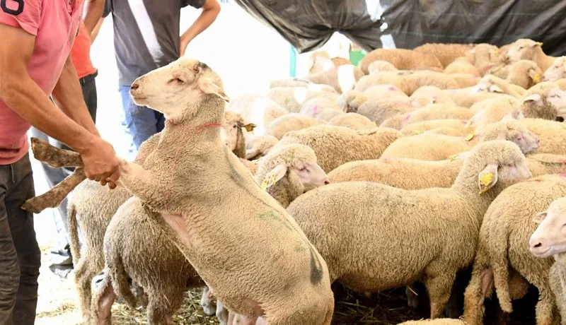 فريق التجمع الوطني للأحرار بمجلس النواب يعلن رسميا رفض لجنة تقصي الحقائق حول الدعم الحكومي الموجه لاستيراد المواشي ولقطاع تربية المواشي